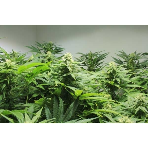Afghan Skunk 18 szt. Standaryzowane nasiona Mr. Nice