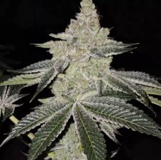 Ethos Genetics Chama! R1 Feminized Seeds