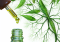 CBD Oil Journey Through the Body: What Happens After Consumption?