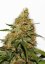 CBD Kush®- feminizované semienka 5 ks Dutch Passion