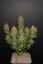 Lemon AK Auto - samonakvétacie semená marihuany 3 ks Fast Buds