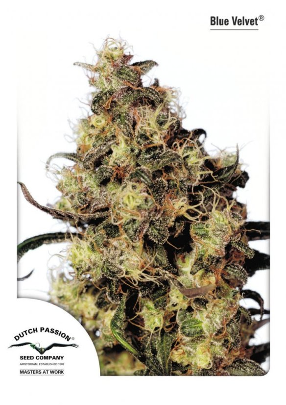Blue Velvet® - feminizovaná semínka 3ks Dutch Passion