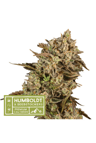 Apollo Black Cherry  - feminizované semená konope HumboldtXSeedstockers, 5 ks
