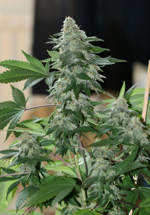 Medicine Man - Standardized seeds 18 pcs Mr. Nice