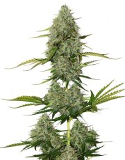 BCN Critical XXL samonakvétací semena 3 ks Seedstockers