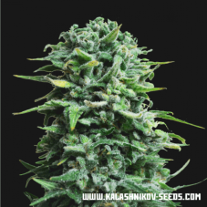 Kalashnikov Seeds Siberian Haze Auto samonakvétací semena