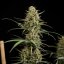 HulkBerry Automatic - samonakvétací semena 10 ks Royal Queen Seeds