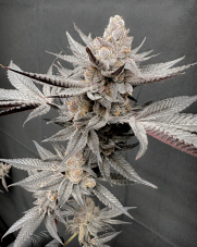 Solfire Gardens Gas Guzzler feminized seeds