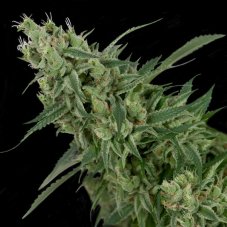 DNA Genetics Double Tangie Banana regulérní semena