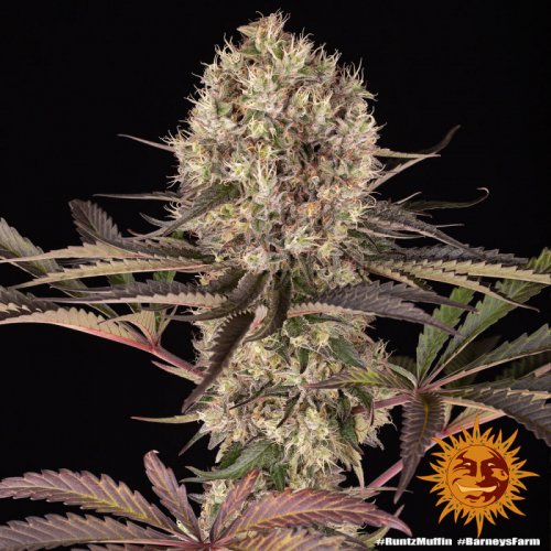 Runtz Muffin - feminized marijuana seeds 3 pcs Barney's Farm