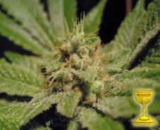 Honey B - Feminized Seeds 10 pcs Barney's Farm