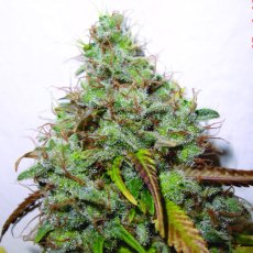 White Berry 5 ks, feminizované semená Paradise Seeds