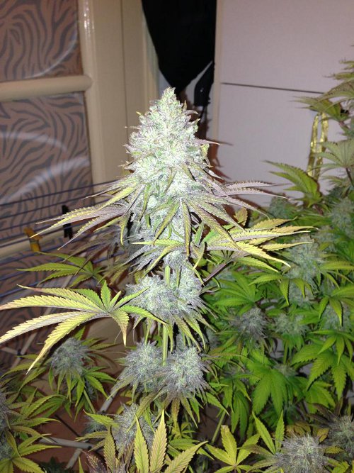 Royal Medic - feminizovaná semínka 5ks Royal Queen Seeds