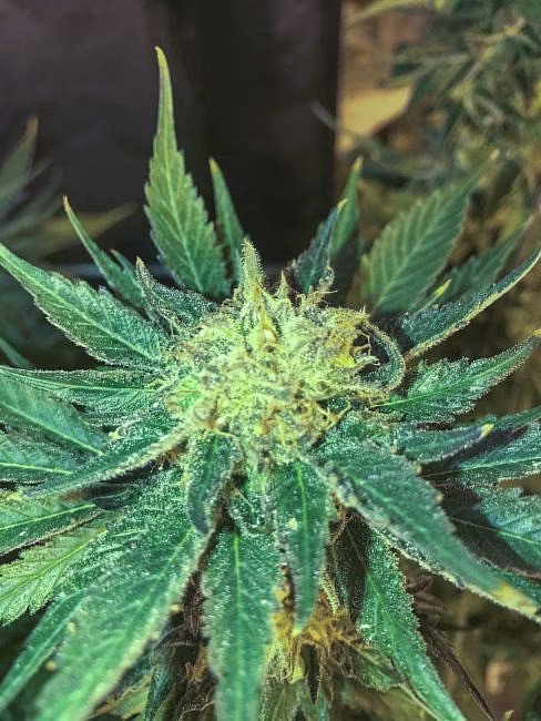 White Widow fast version - feminizovaná semena konopí 5ks, Seedsman