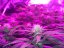 8 Ball Kush – feminizované semienka 10 ks Barney Farms