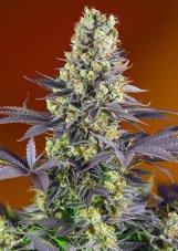 Sweet Zenzation - feminized seeds 3 pcs Sweet Seeds