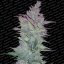 Vertigo - feminizované a autoflowering semienka 5ks Paradise Seeds