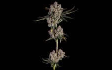 Happy Valley Candy Games nr.38 Feminized Seeds