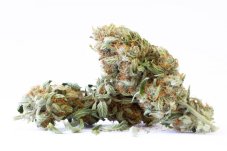 Super Silver Haze CBG - Innen CBD Blumen Cannapio 1g