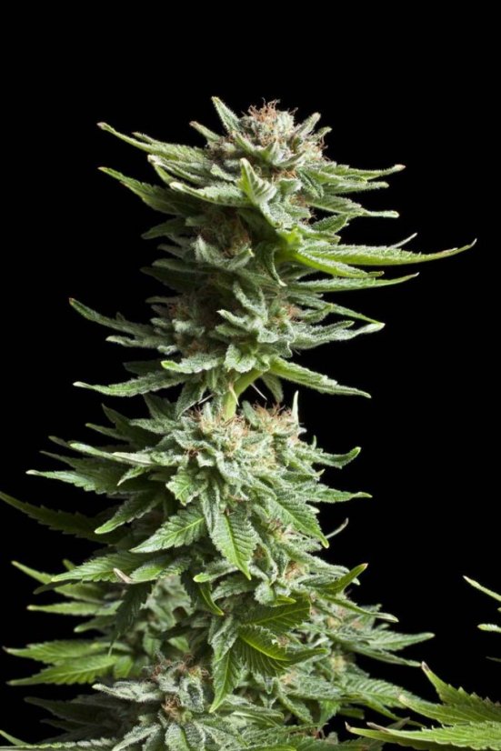 Shining Silver Haze - feminizovaná semínka 10 ks Royal Queen Seeds