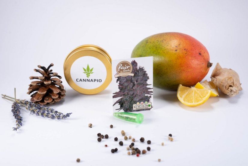 Auto Blueberry - autocvjetajuće sjemenke 10 kom Fair Seeds