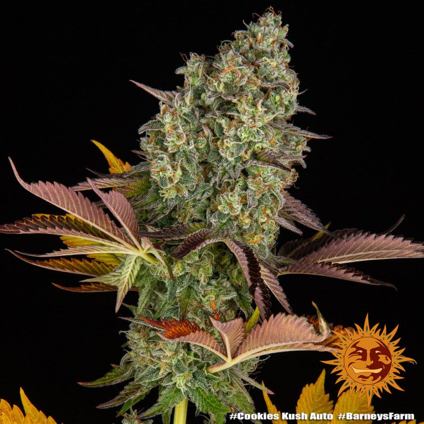 OG Kush Auto - samonakvétacie semená, 10 ks, Barneys Farm