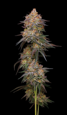 Humboldt Seed Company Granny Candy Feminized Seeds