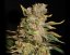 TNT Kush - feminisierte Samen 6 Stück Eva Seeds