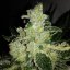 Black Jack Fast Version - feminizované semienka 10 ks Sweet Seeds