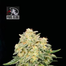 Fuel D.OG - feminized cannabis seeds 3 pcs, Seedsman