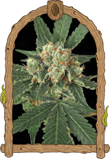 Modrá Opica - feminizované semená, 3 ks, Exotic Seed