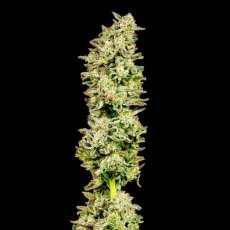 Purple Oreoz F1 Feminizowane Nasiona - 1