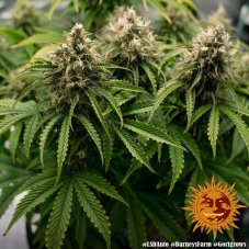 LSD AUTO - self-flowering seeds 3 pcs Barney's Farm