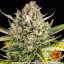Strawberry Cheesecake Auto Feminisierte Samen - 3
