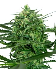 Sensi Amnesia - feminizované semienka konope 5 ks, Sensi Seeds