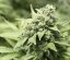 StarRyder autoflowering semínka 3ks Dutch Passion