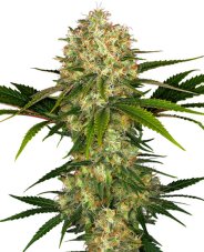 Afghani 1 - feminized seeds 10 pcs, Sensi Seeds