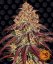 Mimosa X Orange Punch Auto - autoflowering seeds 10 pcs Barney´s Farm