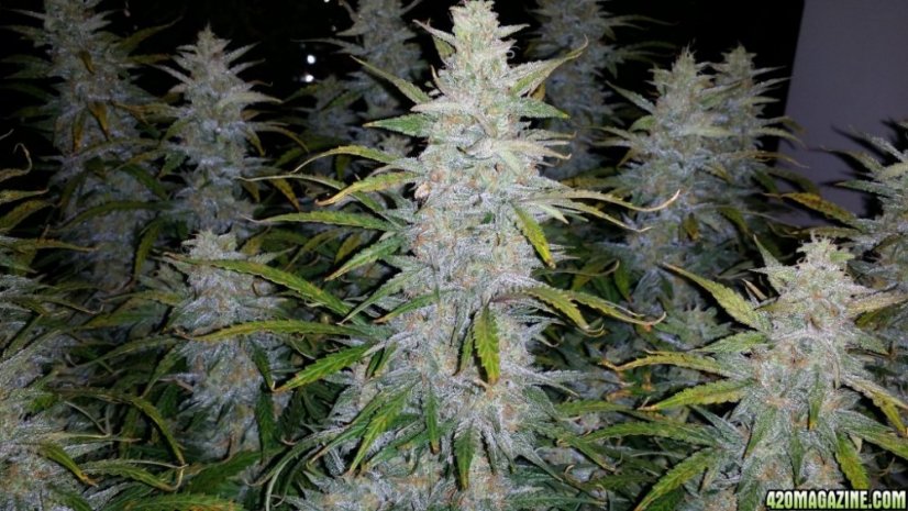 Royal Haze Automatic - feminized And autoflowering seeds 5 pcs Royal Queen Seeds