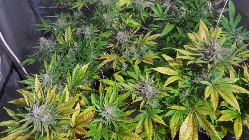 Blue Dream - feminizovaná semínka 3ks Humboldt