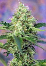 Crystal Candy - feminizovaná semínka 10 ks Sweet Seeds