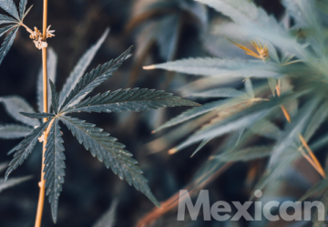Mexican - Cannabis mit einer dominanten Sativa-Komponente aus Mexiko