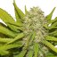 Skunk XL - feminized 5 seeds Royal Queen Seeds