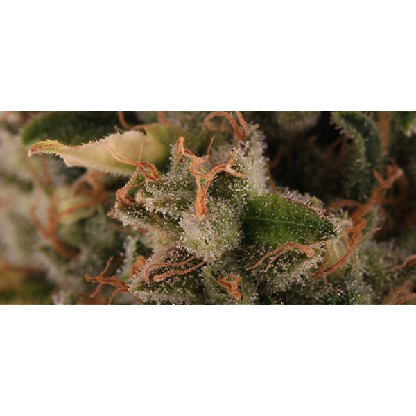 Kali Dog - feminizovaná semínka 3ks Royal Queen Seeds