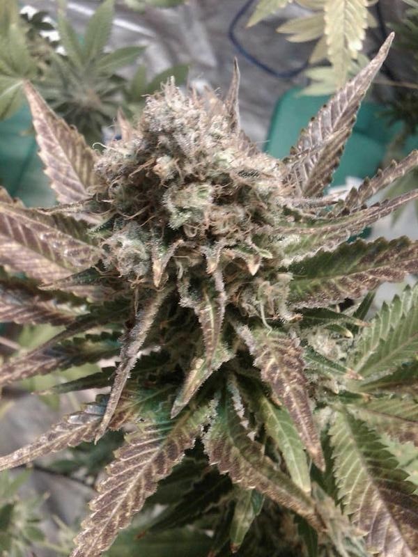 Icecream 5 ks - feminizované semená Paradise Seeds