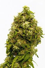 Swiss Dream CBD - 10ks feminizovaná semienka Kannabia Seeds