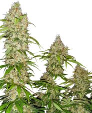 Banana Kush Cake - nasiona feminizowane 5 szt Sensi Seeds