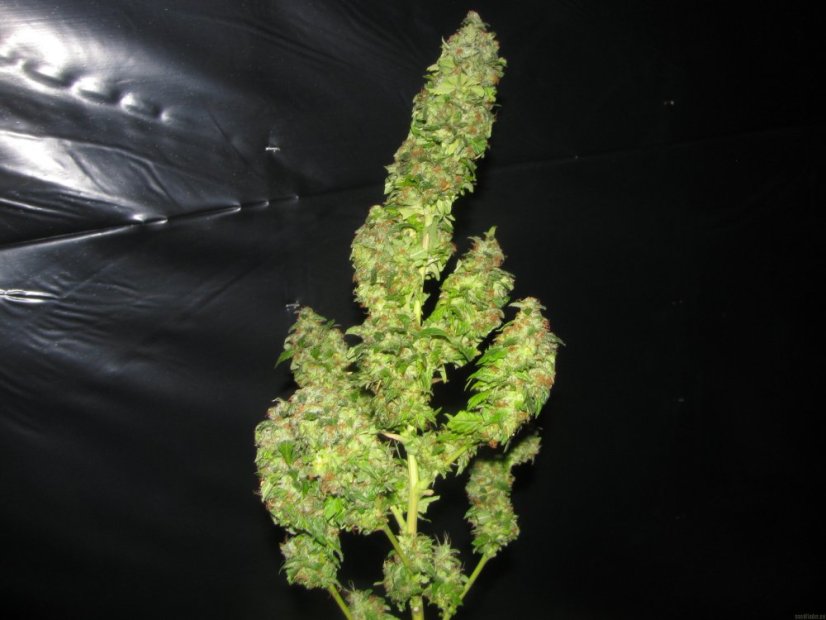 Vanilla Kush – feminizované semienka 10 ks Barney's Farm