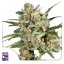Super Mad Sky Floater - feminizovaná semena 3 ks, Super Sativa Seed Club