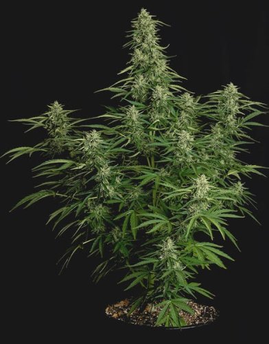Milky Way F1 - automatycznie kwitnące nasiona marihuany 5 sztuk, Royal Queen Seeds